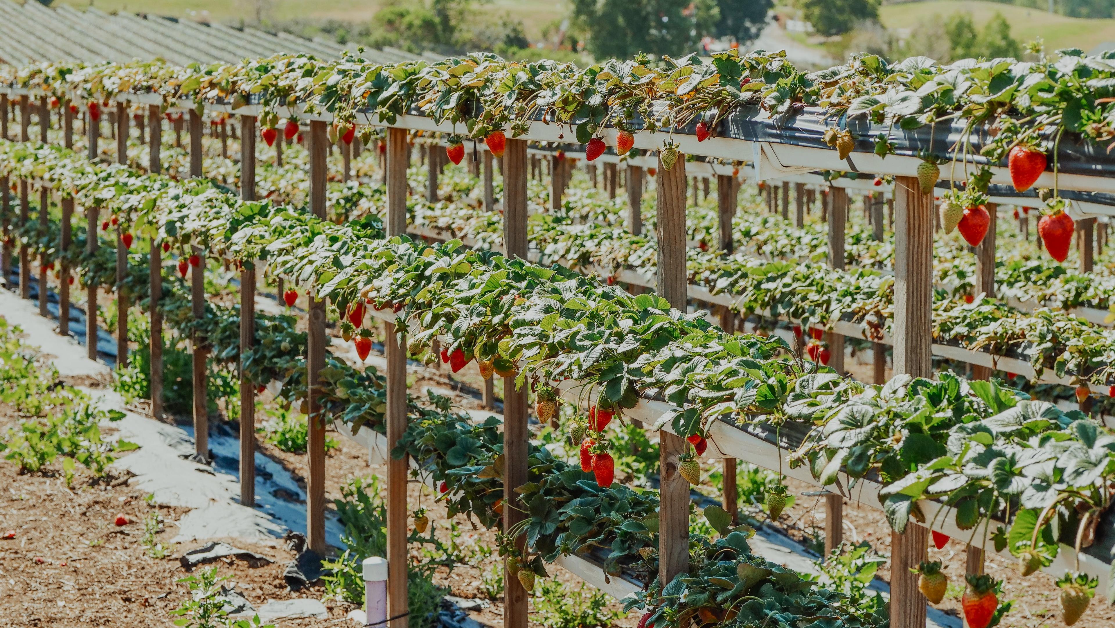 plantation crops - Berry