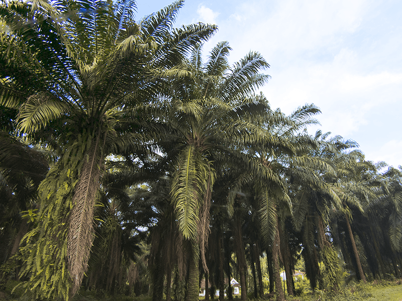 plantation crops - Oil palm 