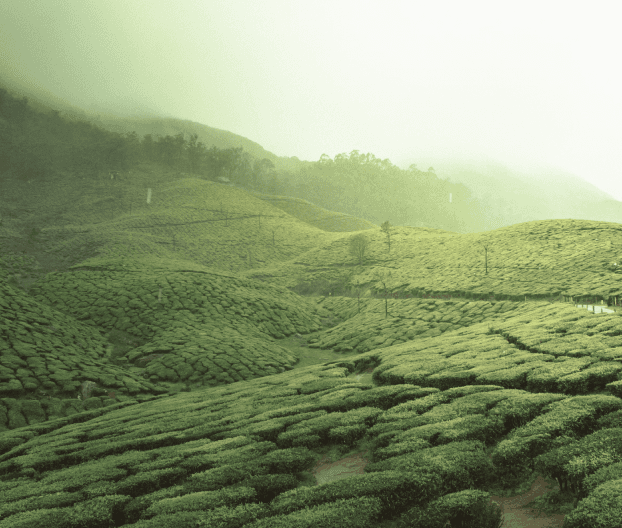 plantation crops - Tea